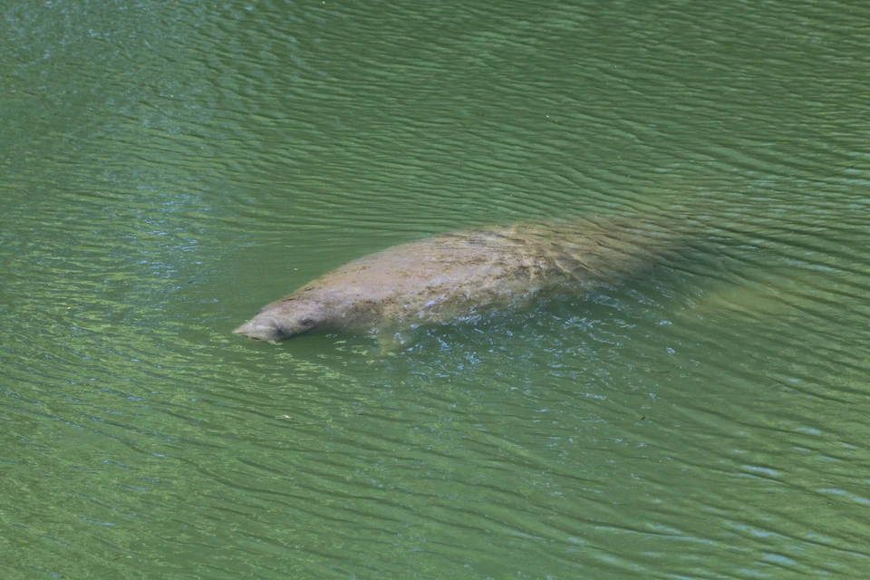 STEP Miami 2026 · Golf — IMG_6636